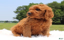 Irish Doodle dogs for sale: Vic - Image 2