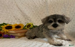 Miniature Schnauzer dogs for sale: Cammi - Image 4