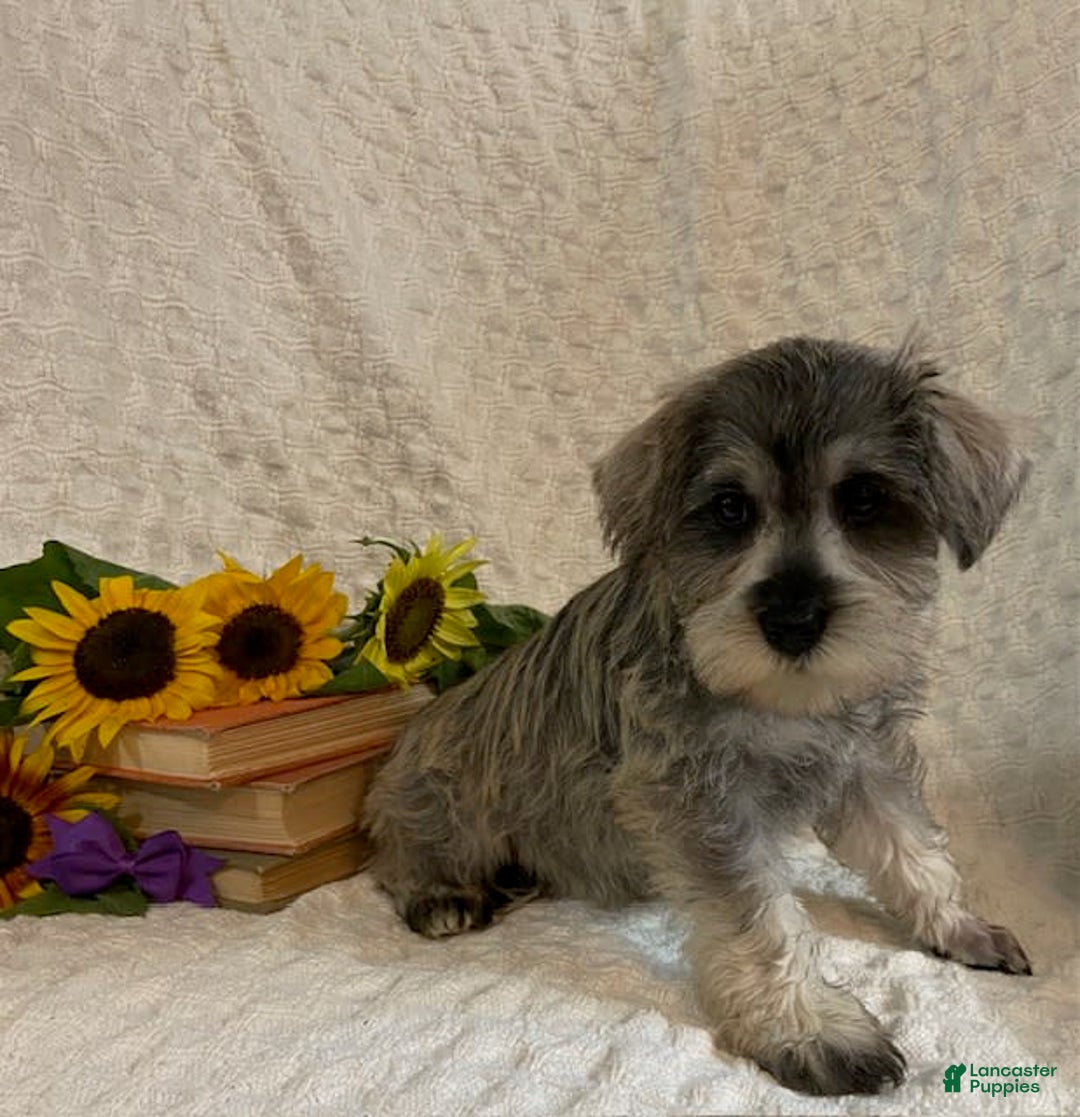 Miniature Schnauzer dogs for sale: Cammi - Image 4