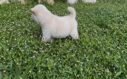 Shiba Inu dogs for sale: Aiko - Image 2