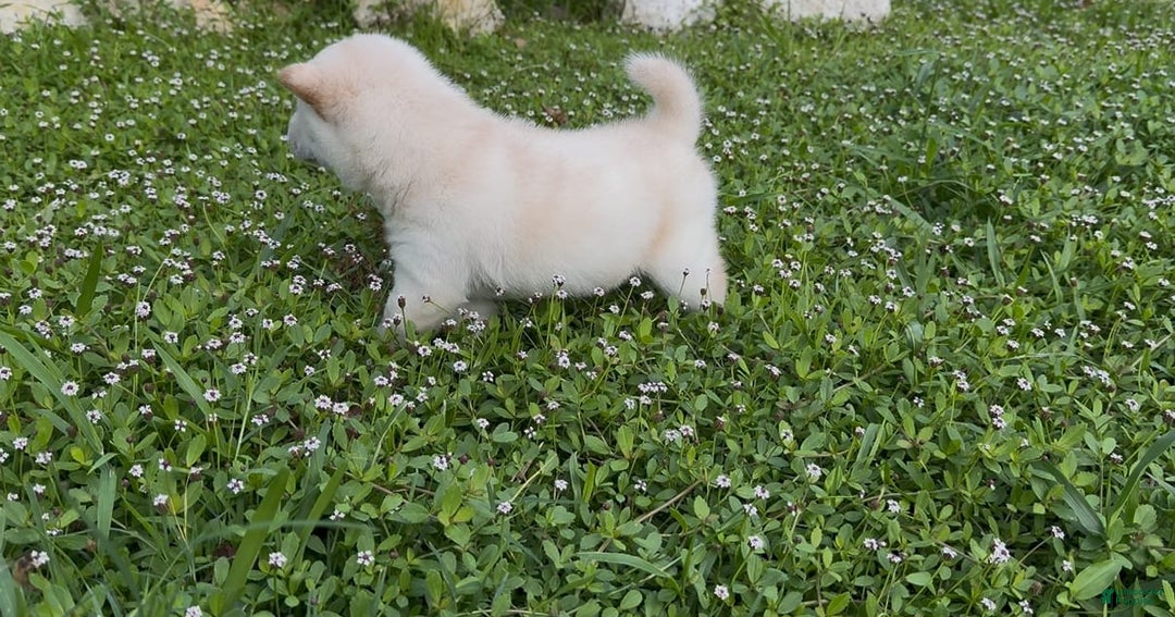 Shiba Inu dogs for sale: Aiko - Image 2