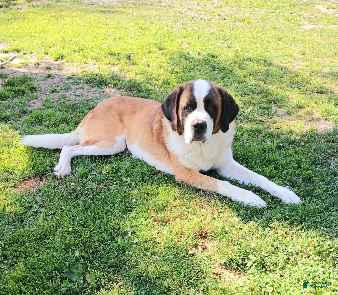 Saint Bernard dogs for sale: Coleman Saint Bernards Of Ohio Roxy - Image 5