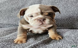 English Bulldog dogs for sale: Groza - Image 9