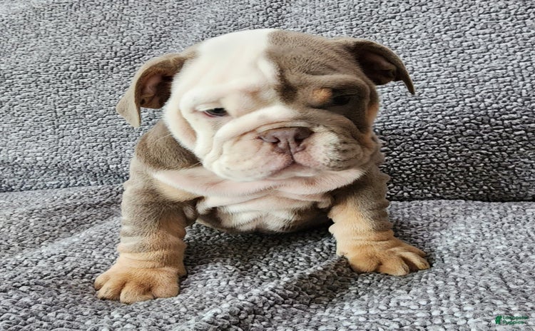 English Bulldog dogs for sale - Ad 5