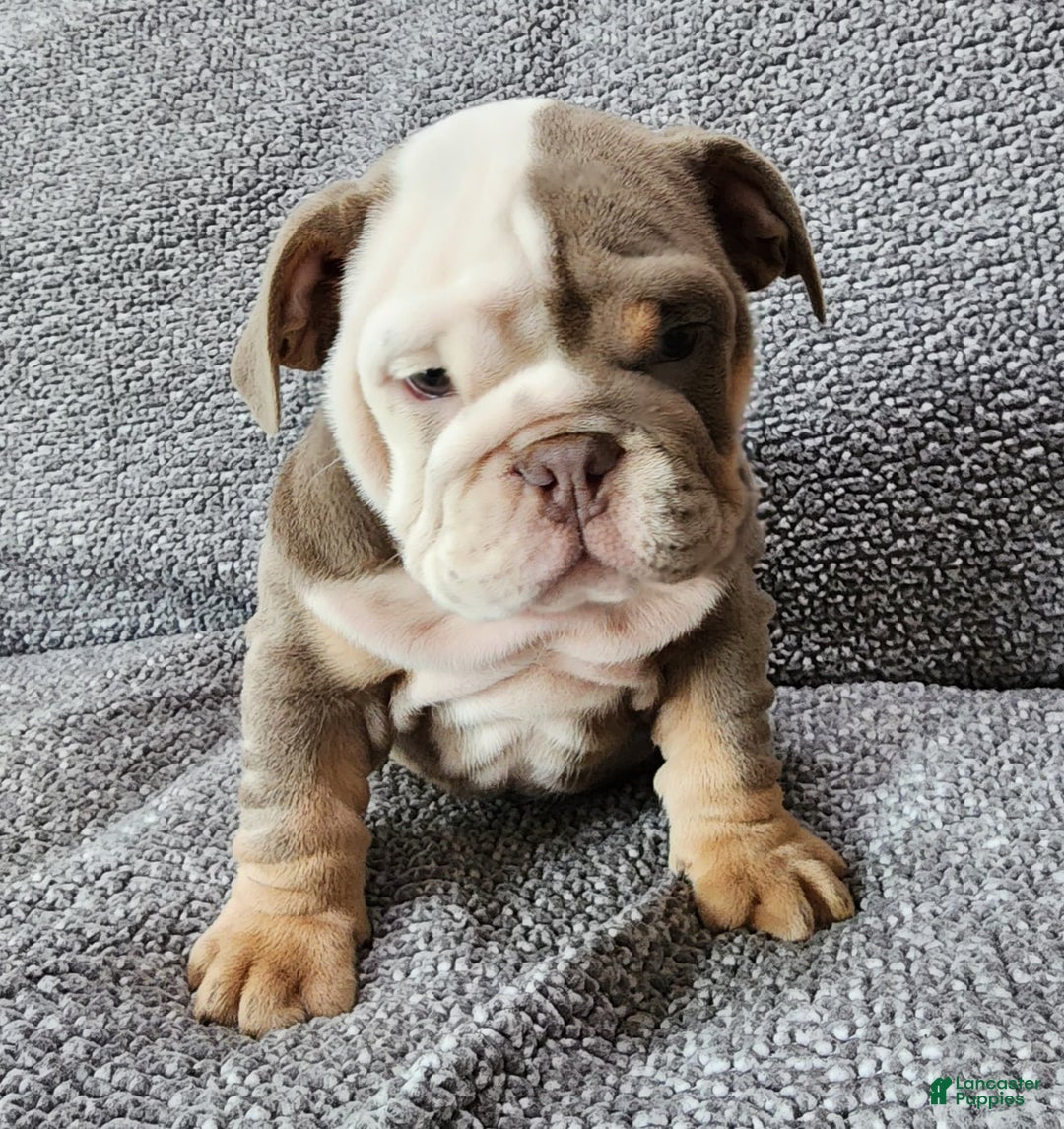 English Bulldog dogs for sale: Groza - Image 9