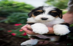 Bernedoodle dogs for sale: Ranger - Image 20