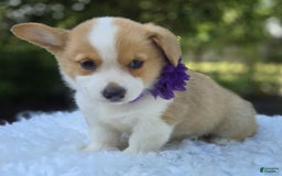 Welsh Corgi Pembroke dogs for sale: Lilac - Image 1