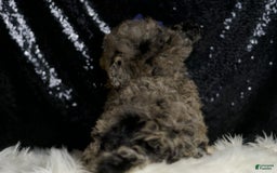 Miniature Poodle dogs for sale: Mikasa - Image 1