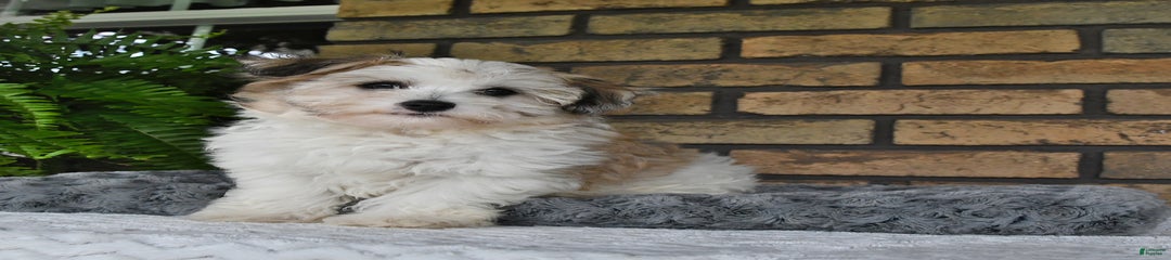 Toby