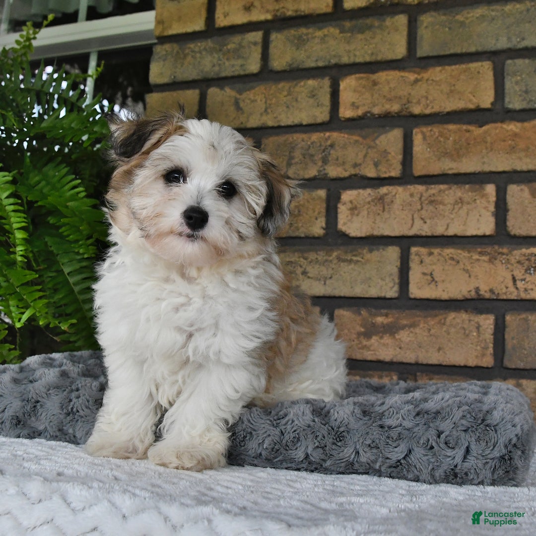 Havapoo dogs for sale: Toby - Image 20