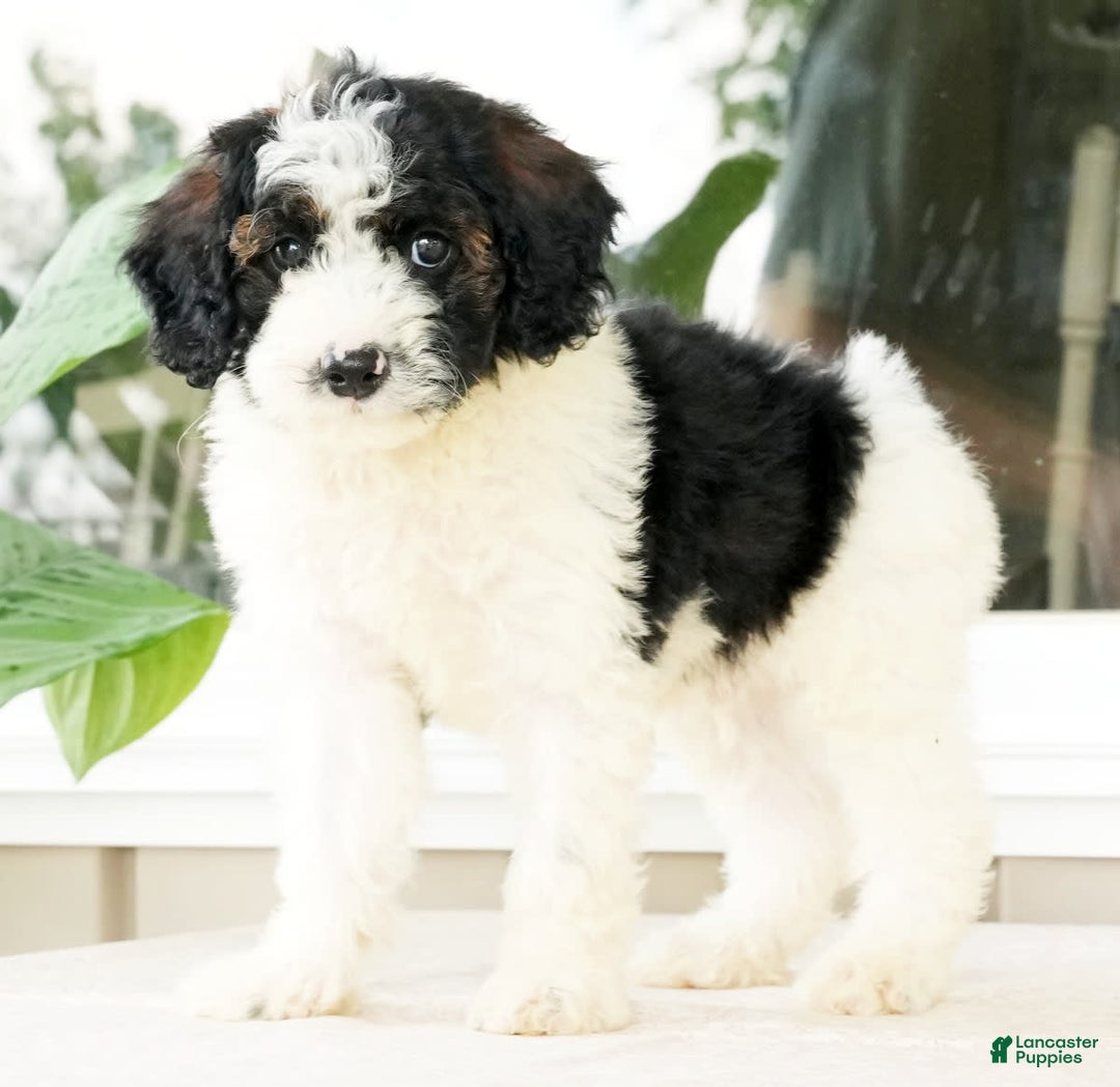 Miniature Poodle dogs for sale: Kolton - Image 2