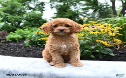 Cockapoo dogs for sale: Freeda - Image 1
