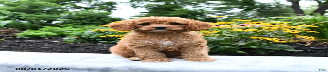 Freeda
