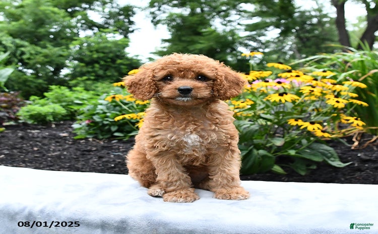 Cockapoo dogs for sale - Ad 1