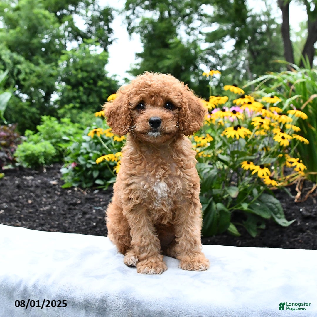 Cockapoo dogs for sale: Freeda - Image 1