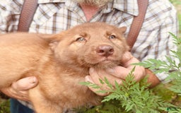 Gerberian Shepsky dogs for sale: Rocky - Image 3