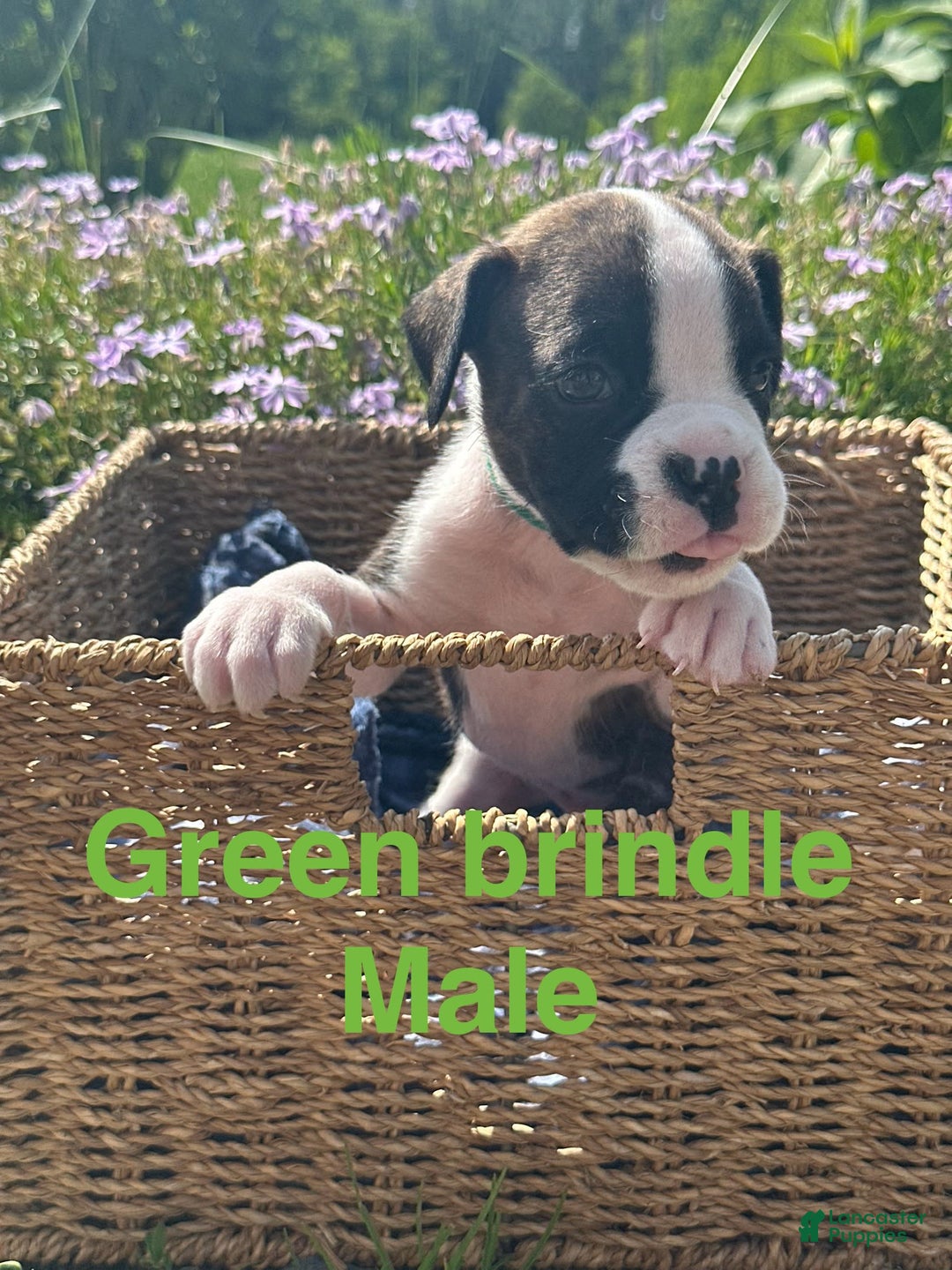 Boxer dogs for sale: Green - Image 1
