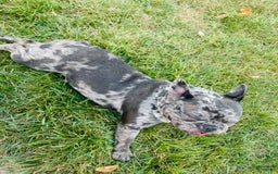 French Bulldog dogs for sale: Zelda - Image 1