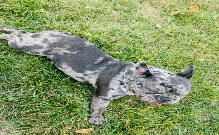 French Bulldog dogs for sale - Ad 2