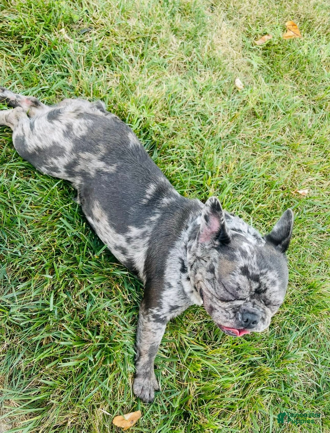 French Bulldog dogs for sale: Zelda - Image 1