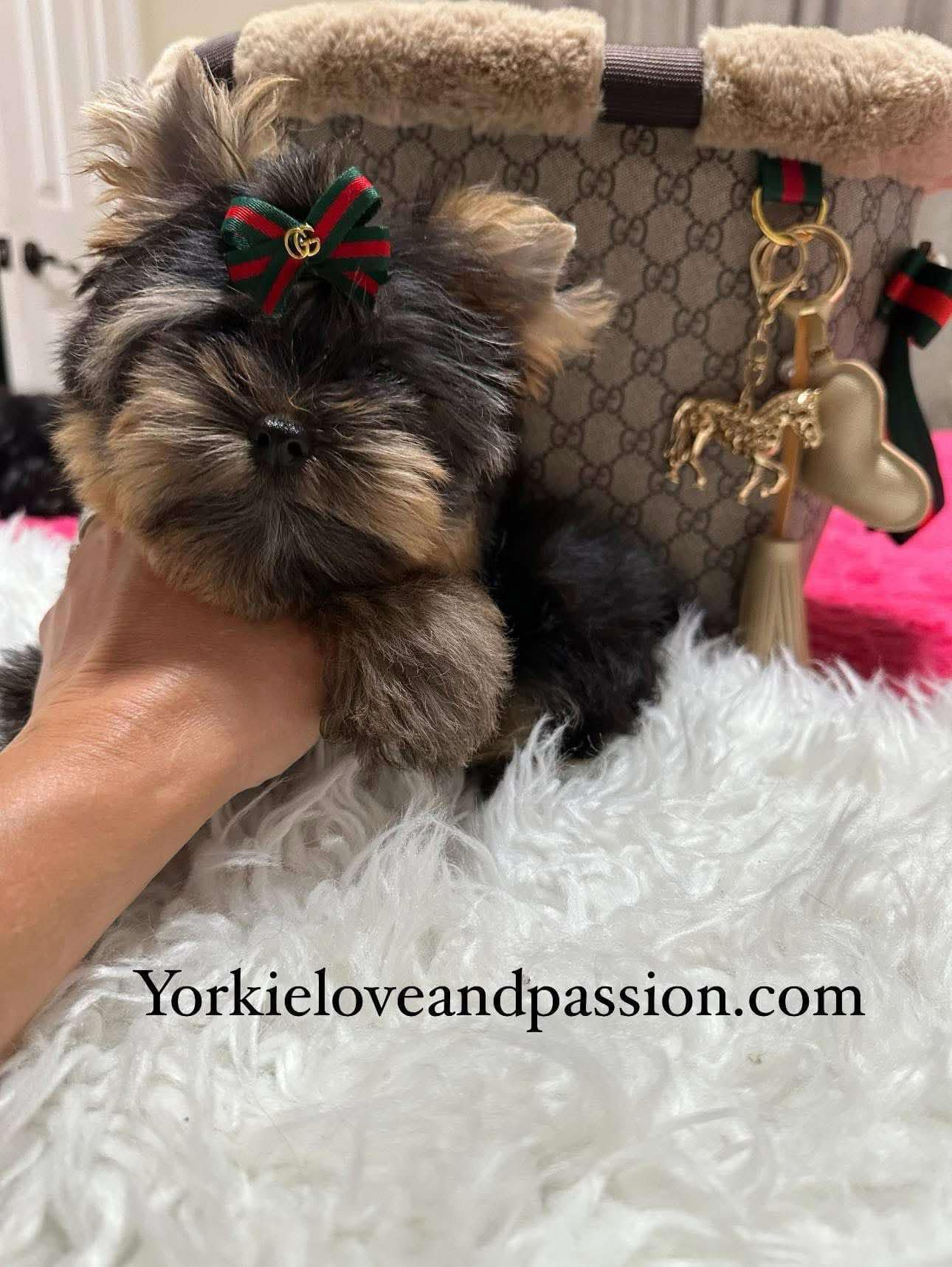 Yorkshire Terrier dogs for sale: Yorkshire Terrier 5 puppies - Image 32