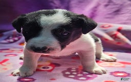 Border Collie dogs for sale: Dolly - Image 8