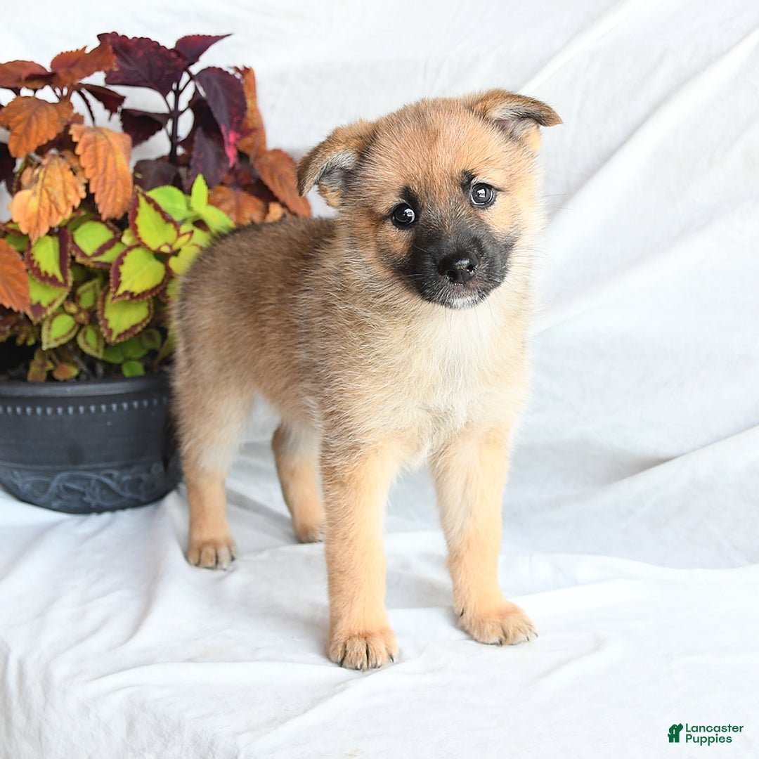 Pomsky dogs for sale: Tricky - Image 3