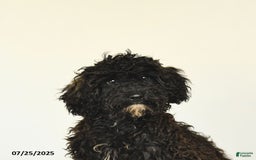 Miniature Poodle dogs for sale: Buster - Image 10