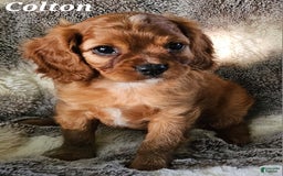 Cavalier King Charles Spaniel dogs for sale: Colton - Image 6