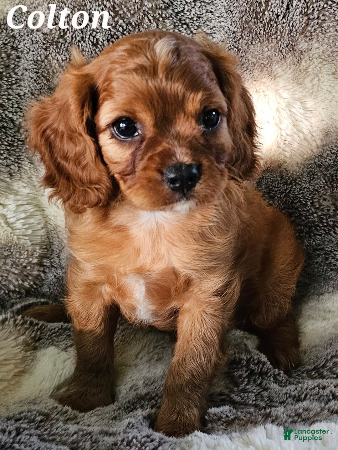 Cavalier King Charles Spaniel dogs for sale: Colton - Image 6