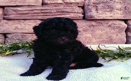 Shihpoo dogs for sale: Asher - Image 3