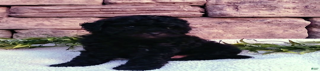 Asher