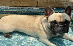 French Bulldog dogs for sale: Akc Fawn Black Mask - Image 17