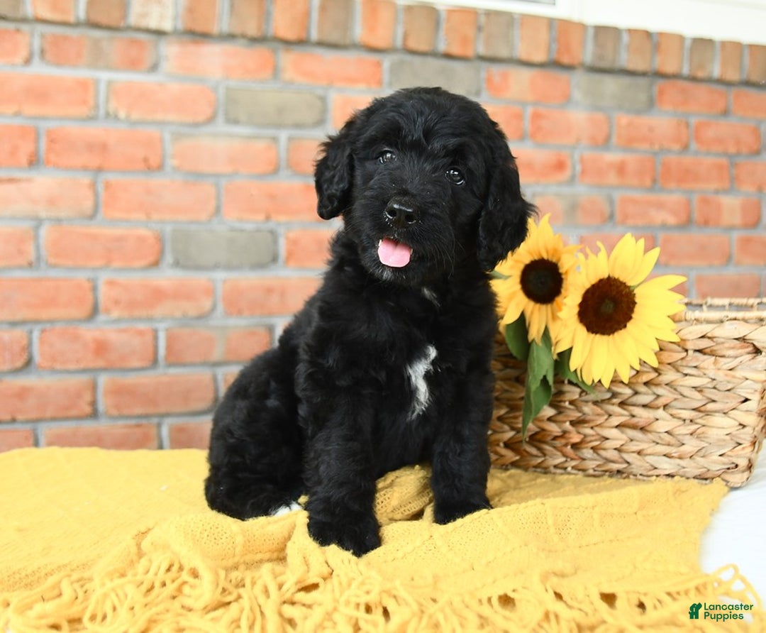 Bernedoodle dogs for sale: Timber - Image 2