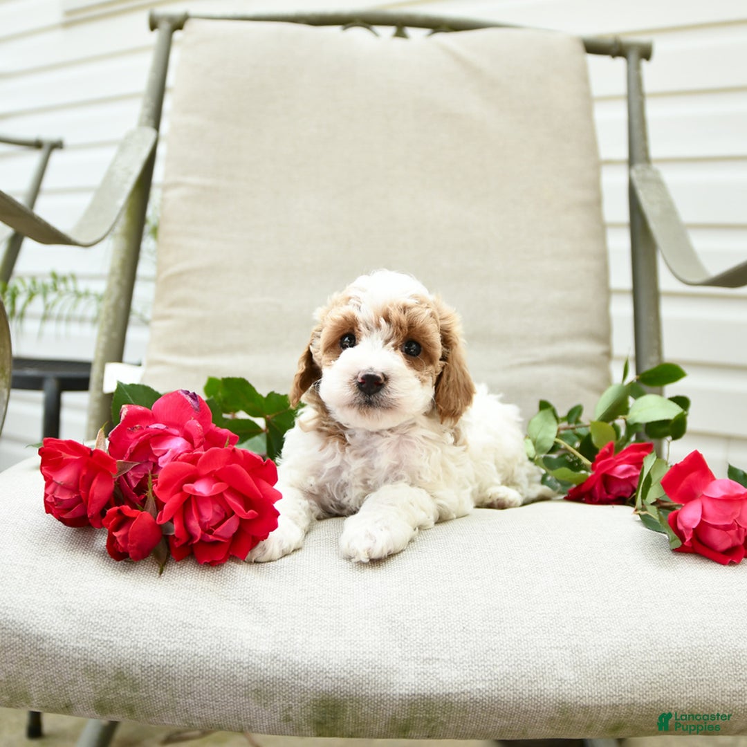 Cockapoo dogs for sale: Joy - Image 6
