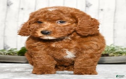Miniature Poodle dogs for sale: Zuri - Image 6