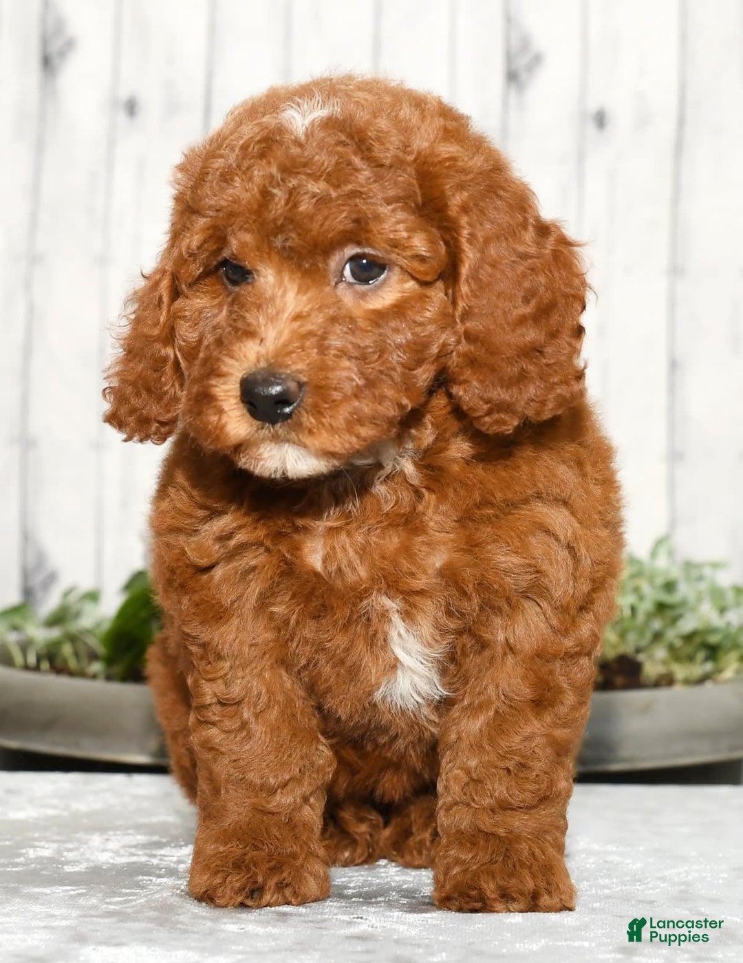 Miniature Poodle dogs for sale: Zuri - Image 6