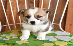 Welsh Corgi Pembroke dogs for sale: Samson - Image 2