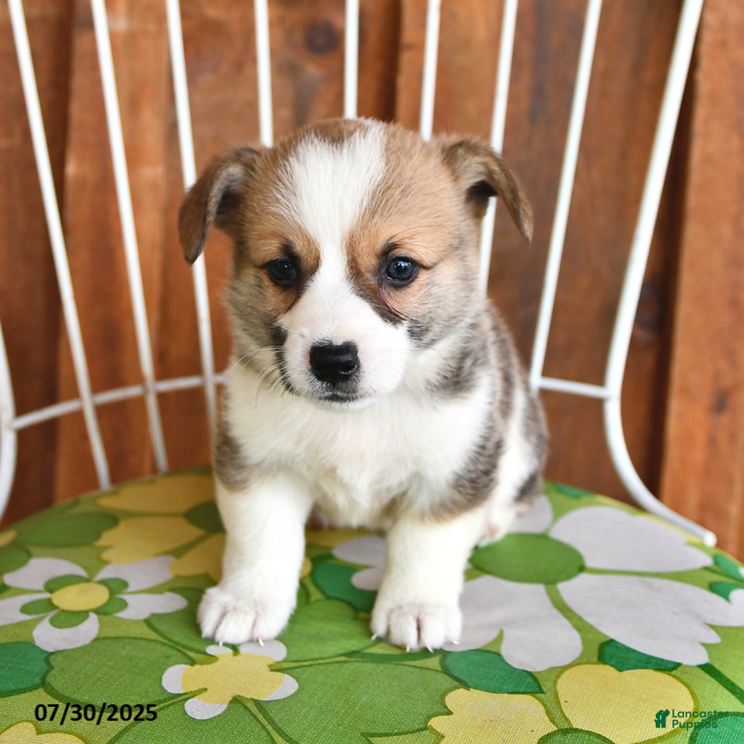 Welsh Corgi Pembroke dogs for sale: Samson - Image 2