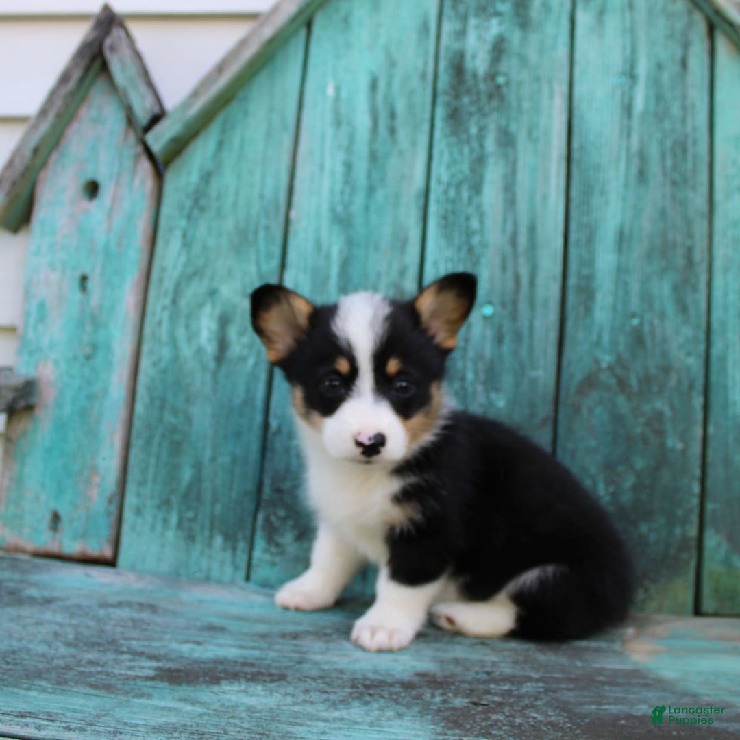 Welsh Corgi Pembroke dogs for sale: Lily - Image 3