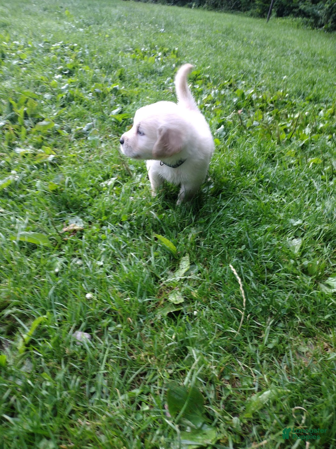 Golden Retriever dogs for sale: Pepper - Image 28