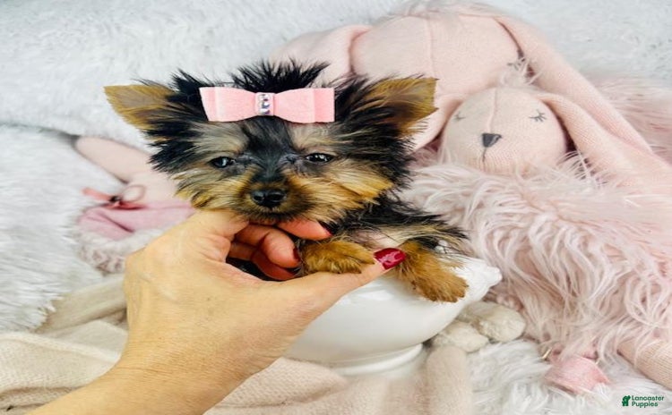 Yorkshire Terrier dogs for sale - Ad 4