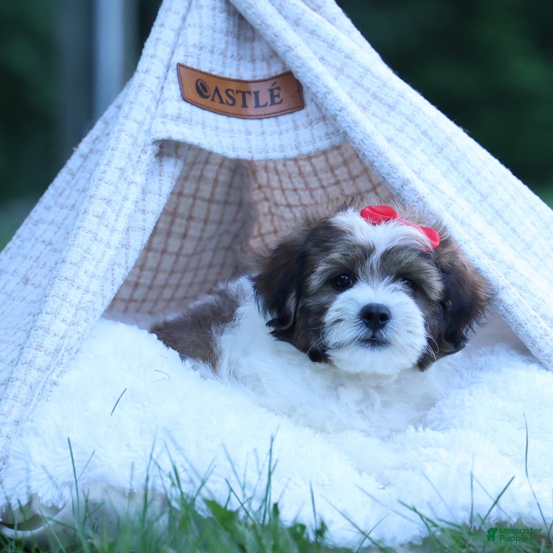 Shihpoo dogs for sale: Hugo - Image 8