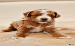 Goldendoodle dogs for sale: Rocky - Image 2