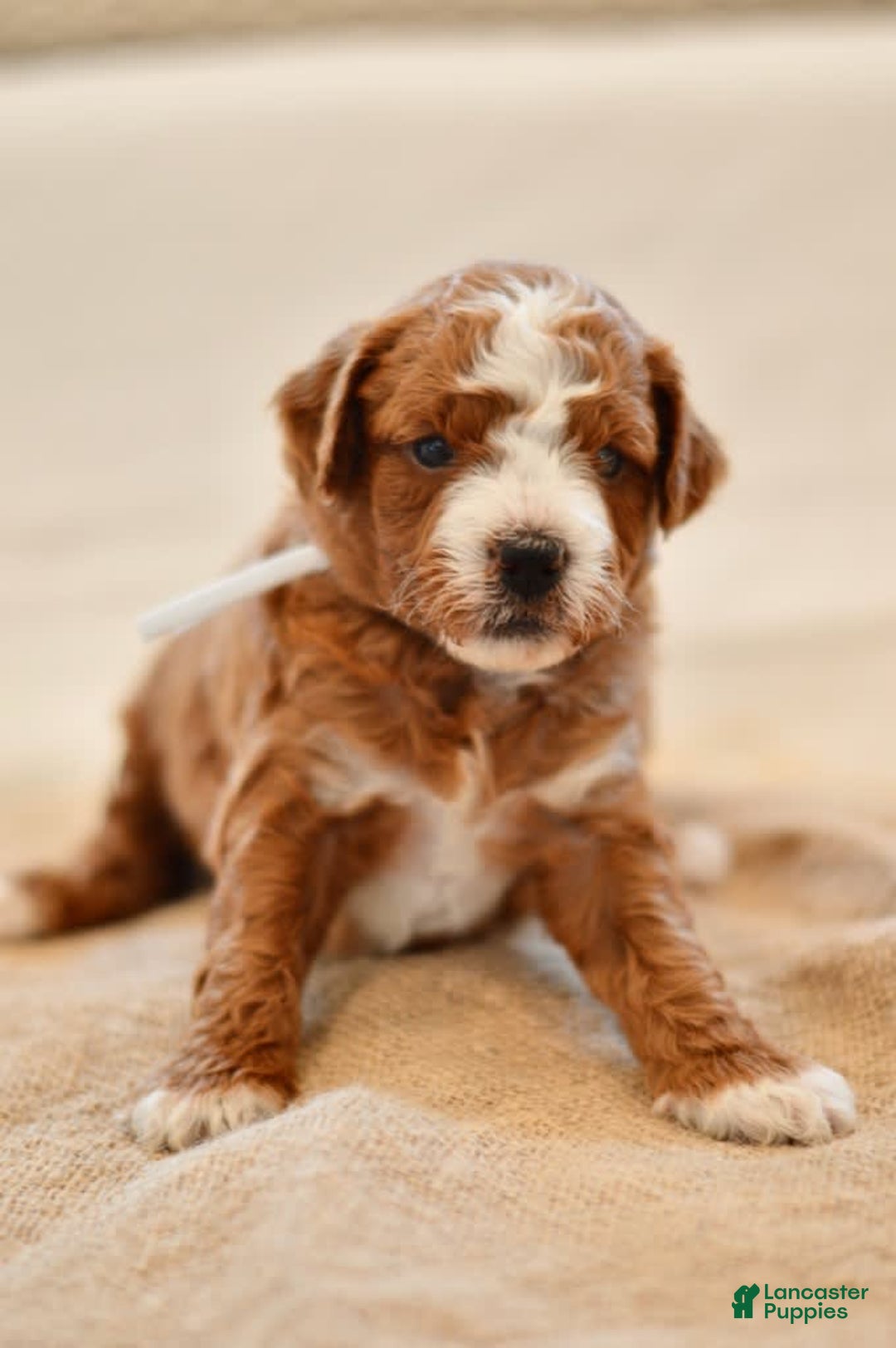Goldendoodle dogs for sale: Rocky - Image 2