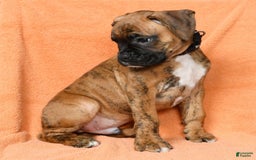 Boxer dogs for sale: Bennah - Image 1