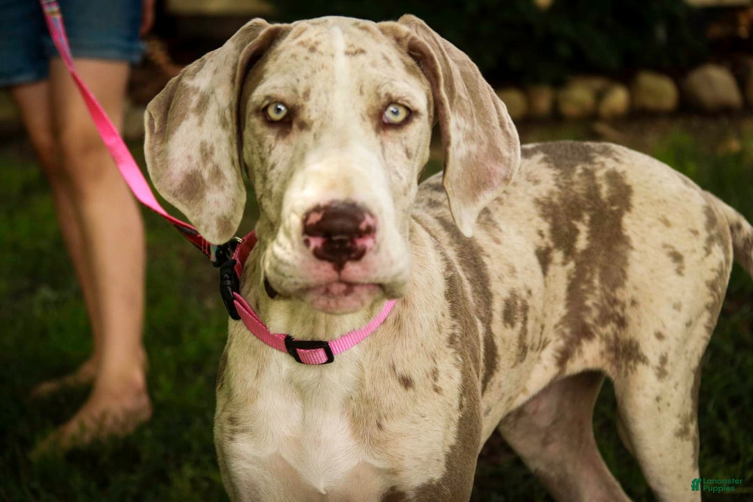 Great Dane dogs for sale: Jovie - Image 5