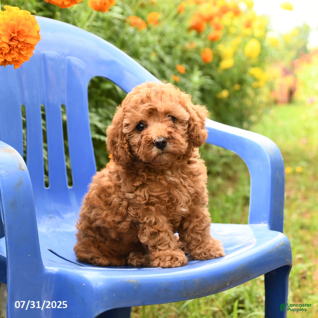 Toy Poodle dogs for sale: Jill - Image 4