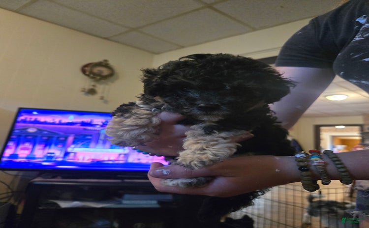 Miniature Poodle dogs for sale - Ad 3