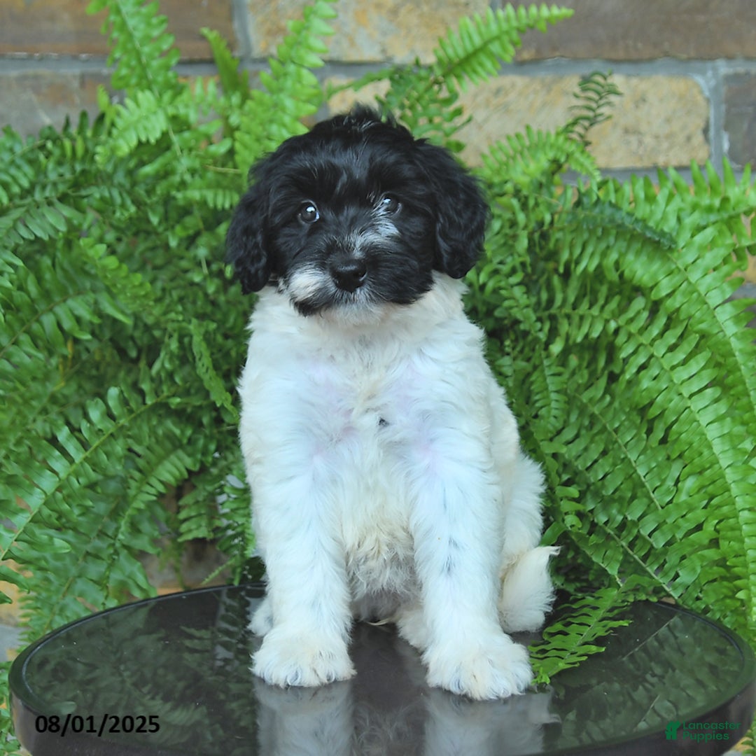Mini Aussiedoodle dogs for sale: Cassy - Image 3